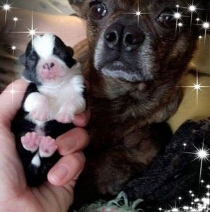 Meet your Posher, Susan